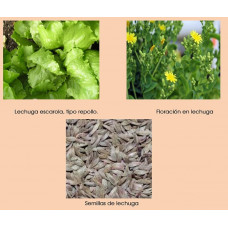 SEMILLAS LECHUGA